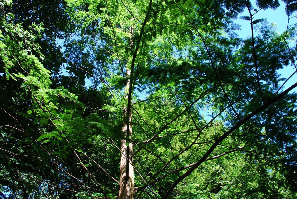 Orto Botanico_076.JPG - SEQUOIA